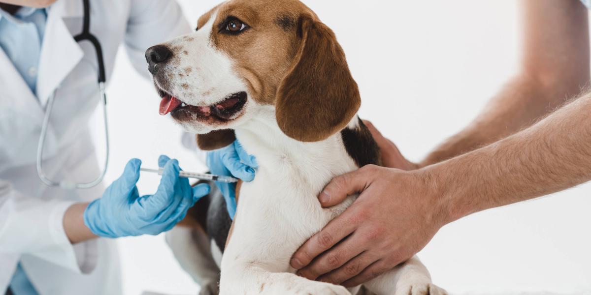 En el caso de los perros, es indispensable que tengan las vacunas de parvovirus, coronavirus y moquillo, iniciando desde los 45 días de nacido.