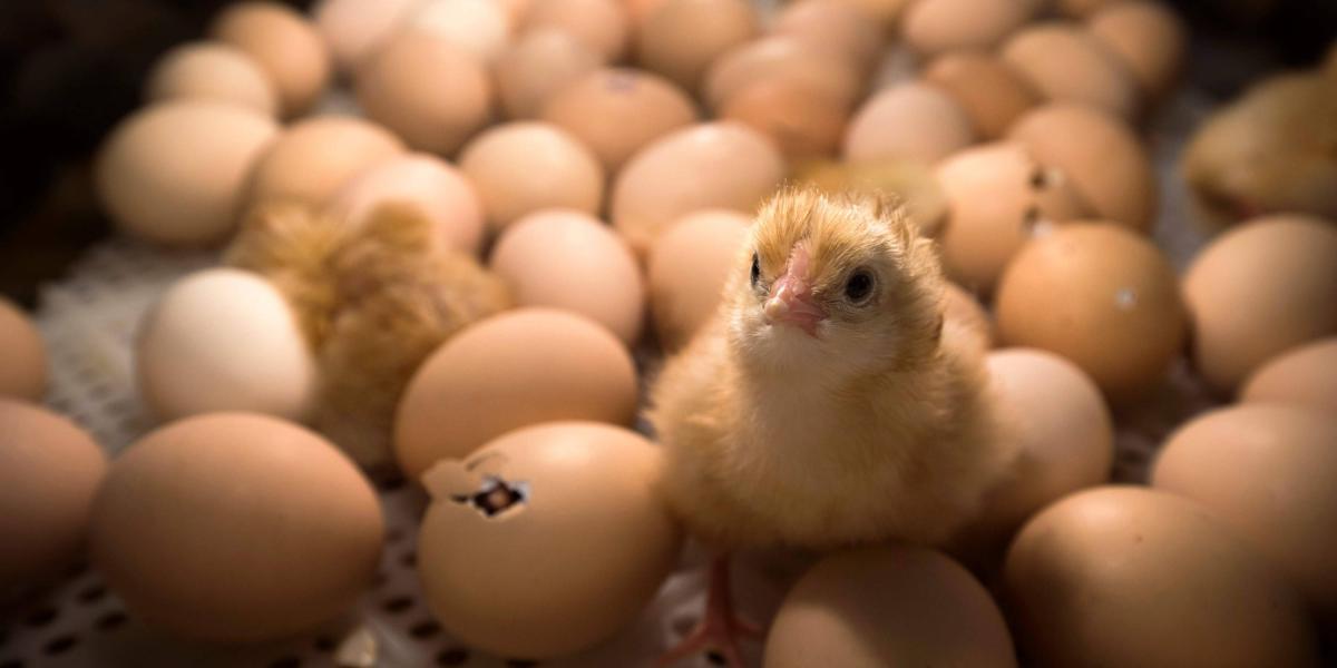 En la industria avícola de la Unión Europeo es muy común matar a los polluelos machos pues consideran que no es rentable alimentarlos.