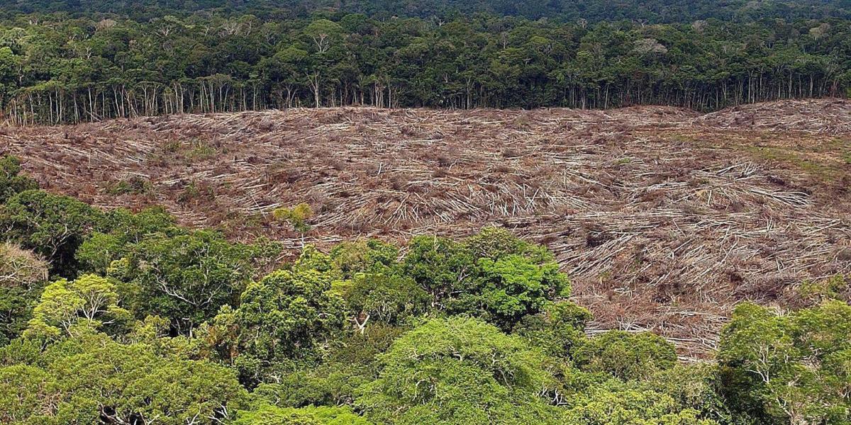 Se cree que el principal daño se produce por la deforestación total de zonas de selva, pero la degradación es la peor amenaza, dicen los expertos.