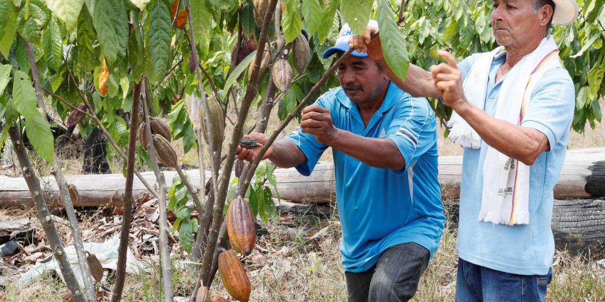 Campesinos trabajan en un cultivo de cacao, en Werima (Vichada).