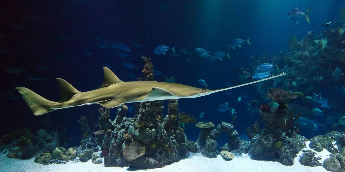 Esta imagen es de un tiburón sierra y solo es usada de referencia.