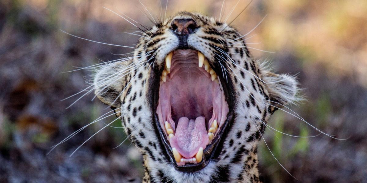 Un joven leopardo bosteza al amanecer en la reserva privada de Djuma (Sudáfrica), desde donde cada día el canal WildEarth organiza safaris virtuales.