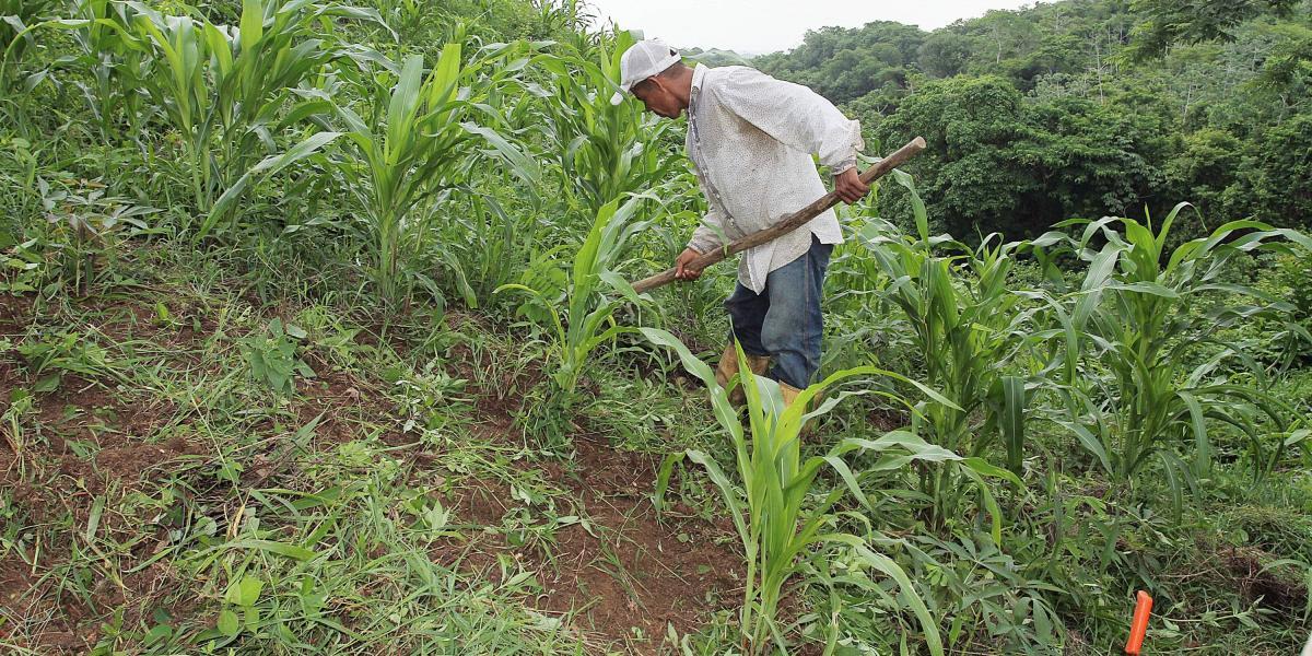 Las ayudas buscan privilegiar a medianos y pequeños productores. Se indaga si hubo anomalías en subsidios a grandes productores