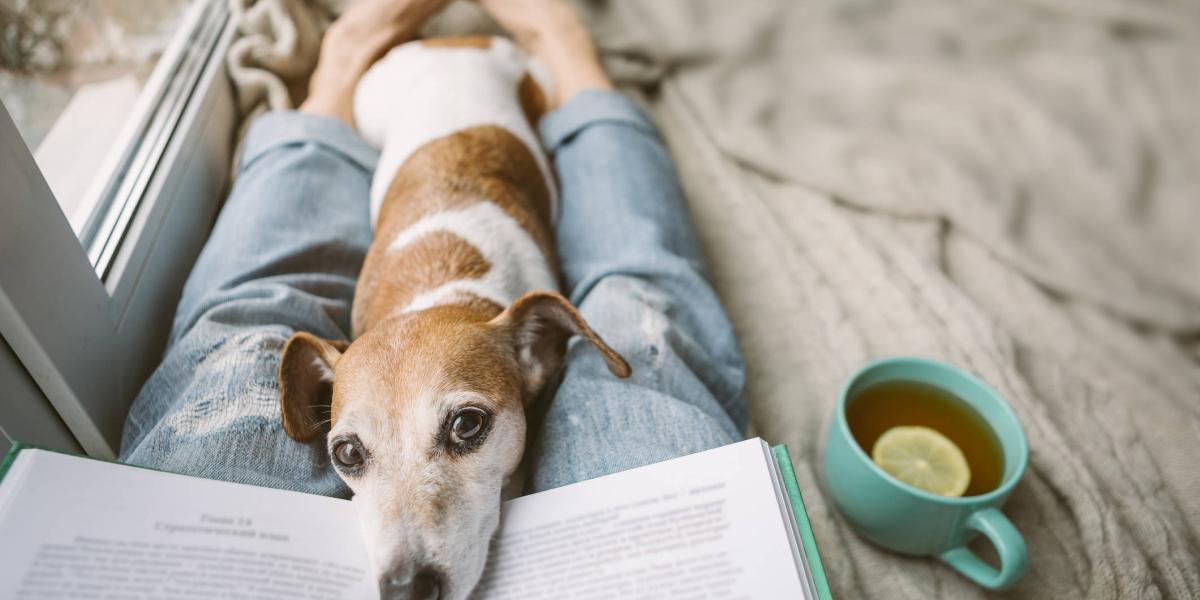 los perros de la taza de té ladran mucho