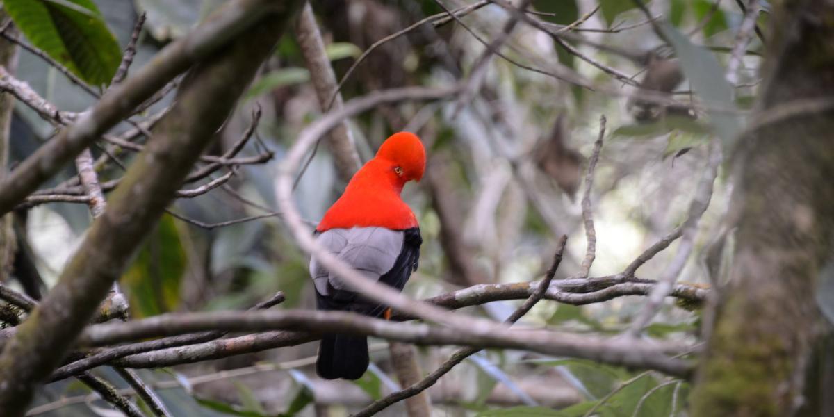 Los departamentos que más registraron aves fueron Antioquia, con 600 especies; Valle del Cauca, con 548 especies; Meta, con 532 y Caldas y Cundinamarca, con 505.