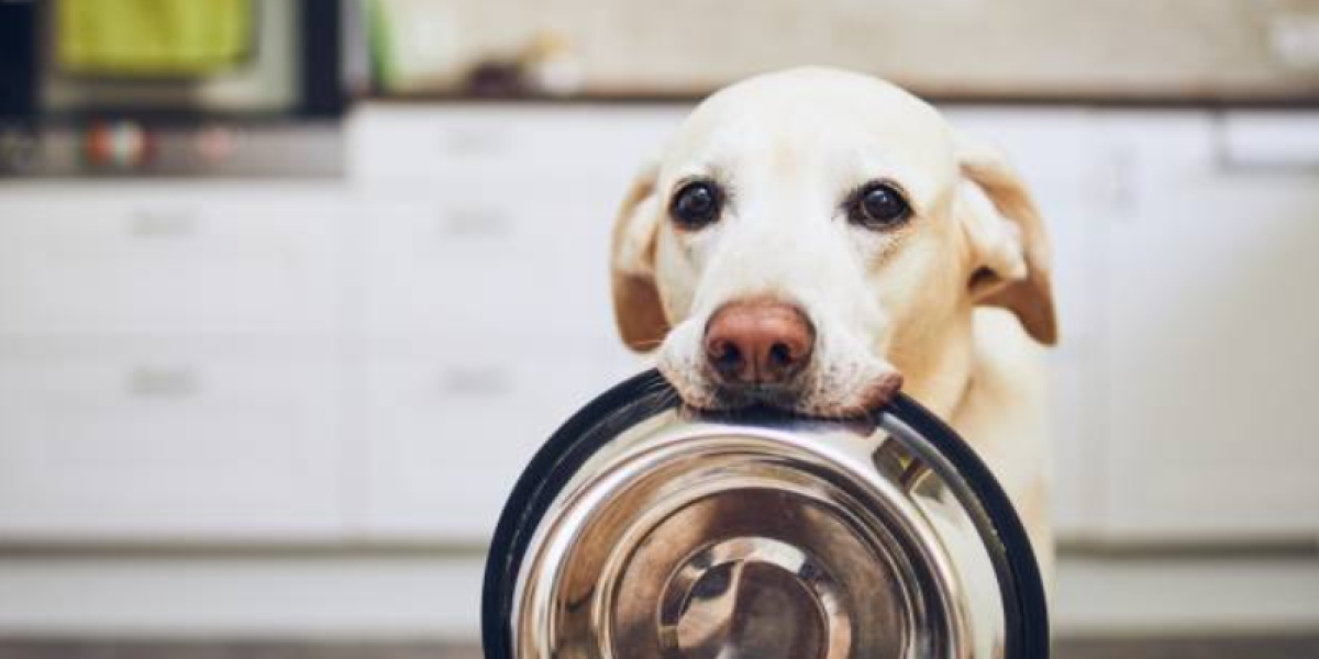 que darle de comer a un perro que no quiere comer