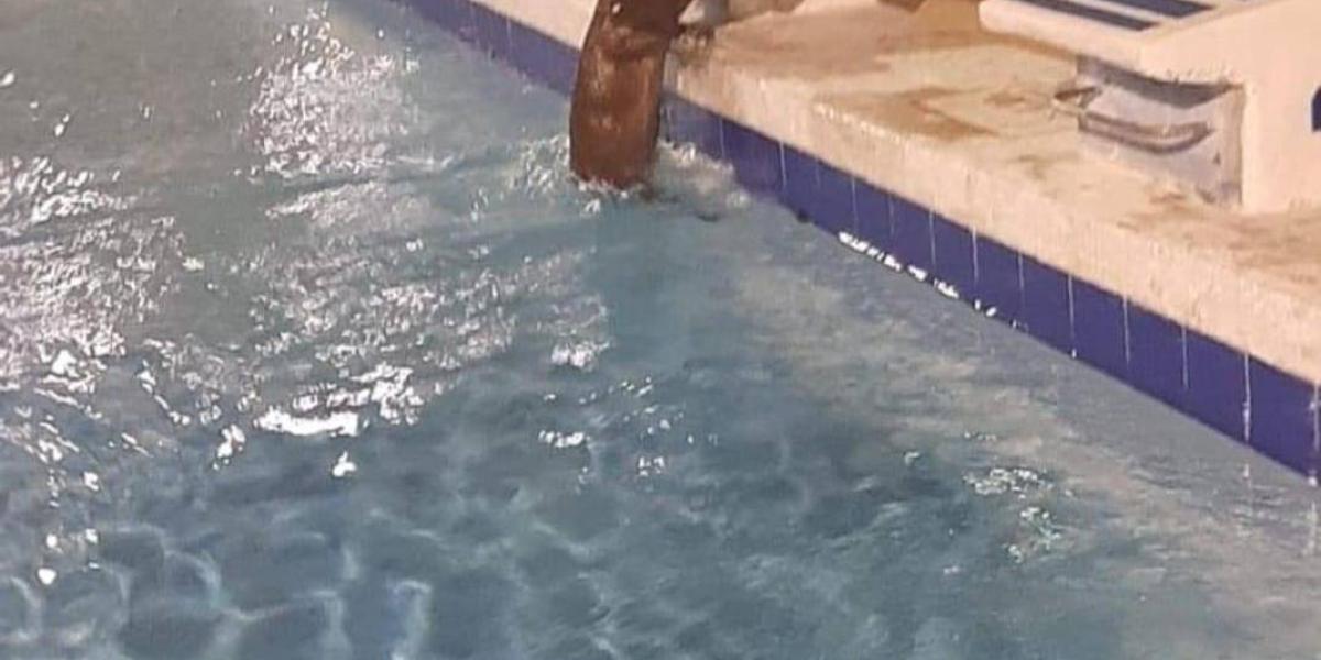 El video del chigüiro nadando se hizo viral en las redes sociales.