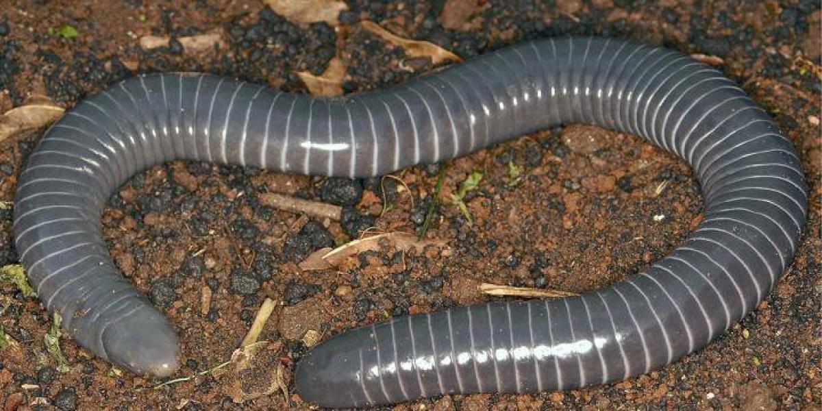 Hallan un anfibio con glándulas venenosas como las de las serpientes