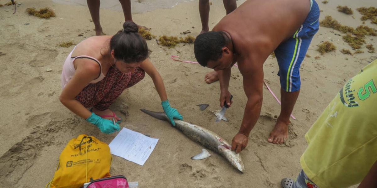 Los tiburones sedoso y toyo fueron las especies analizadas en Isla Fuerte.