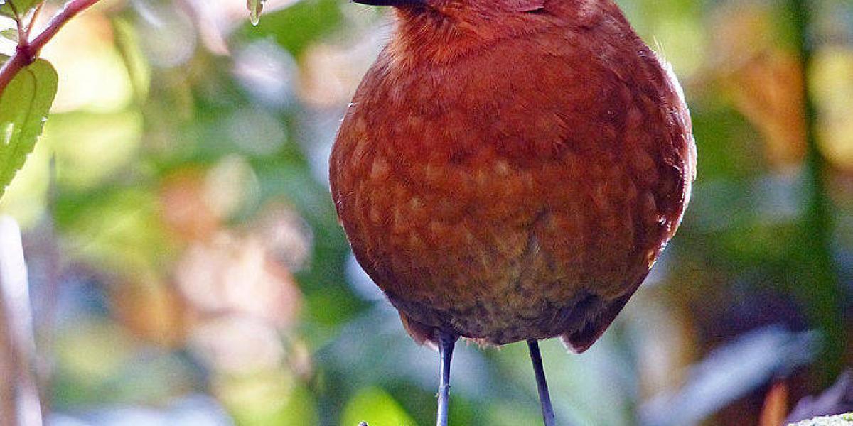 La chamí es un ave con registros desde el Parque Nacional Natural (PNN) Paramillo en Antioquia, pasando por Caldas, Risaralda, Valle del Cauca hasta el PNN Munchique en el Cauca.