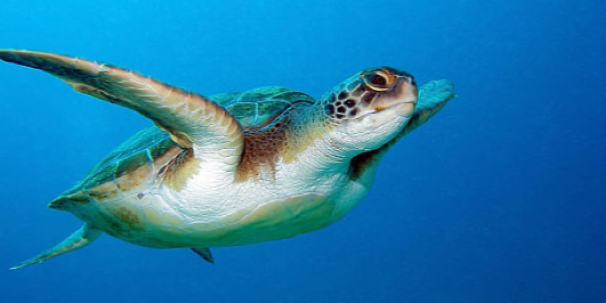 La tortuga caguama (caretta caretta) es una especie en peligro de extinción, incluida en la lista de animales salvaguardados por la Norma Oficial Mexicana NOM-059-Semarnat-1994.