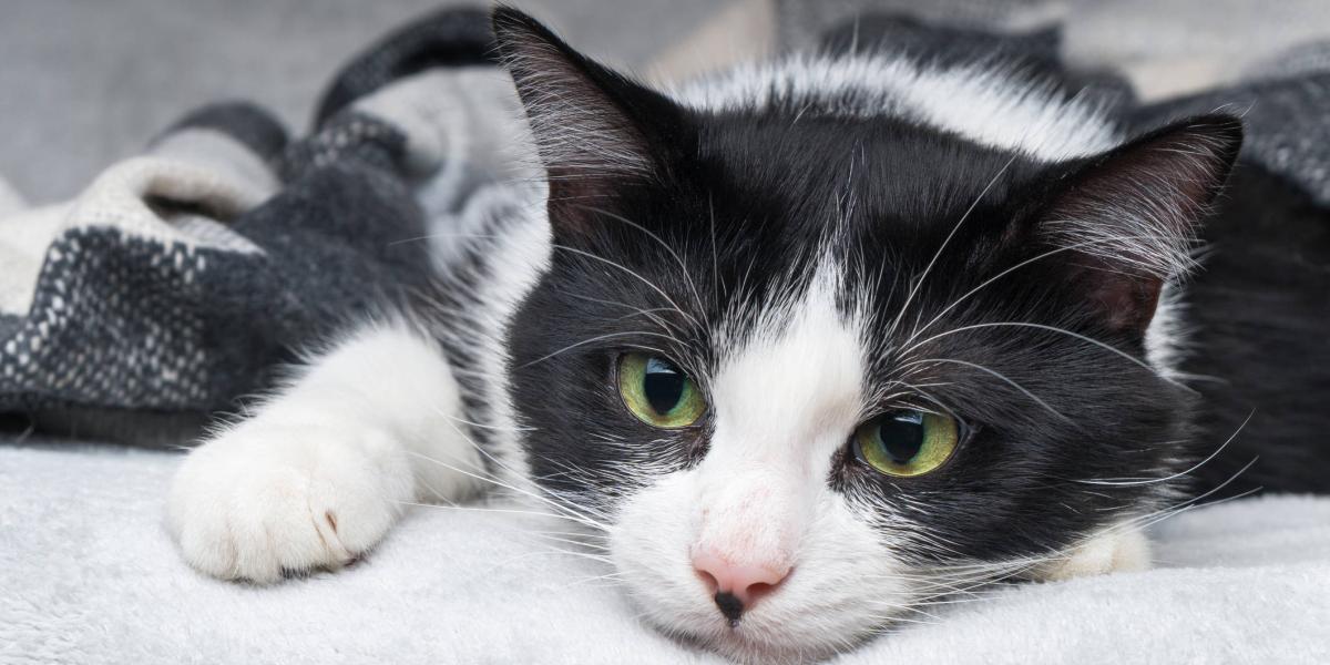No todos los gatos son portadores de toxoplasmosis. Solo los mininos infectados transmiten esta enfermedad. Foto: Istock