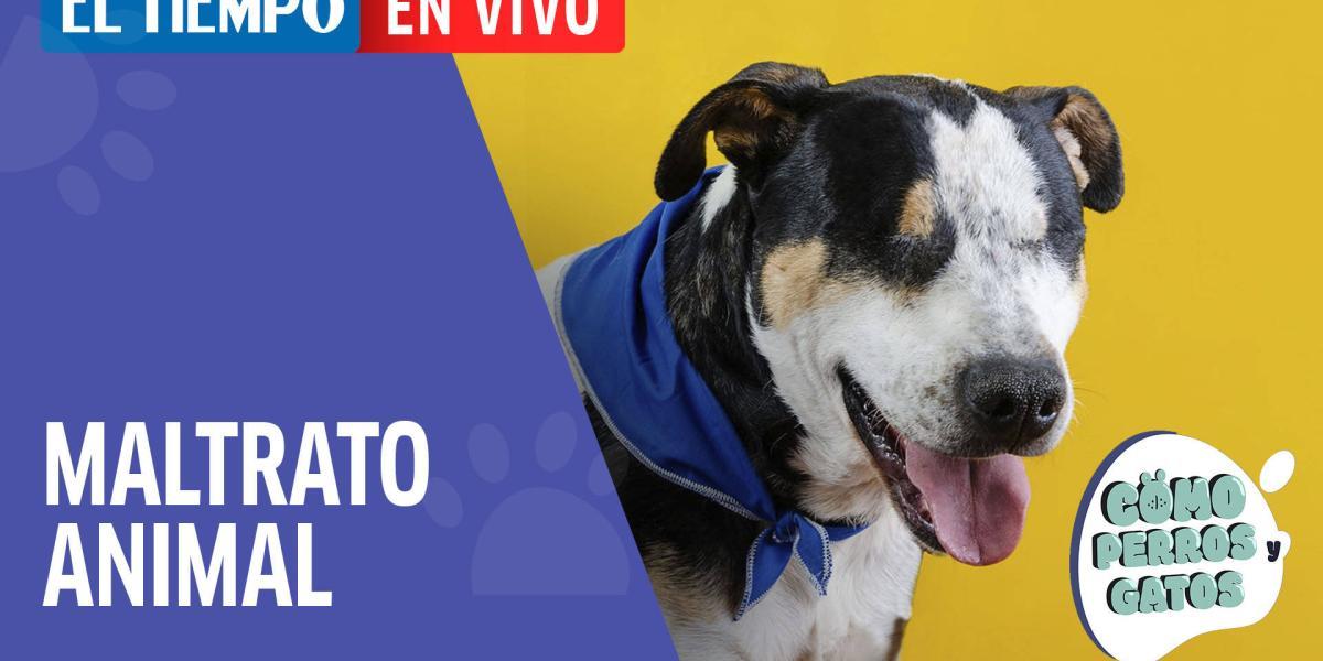 Maltrato animal | crueldad, protección, leyes y noticias en Colombia