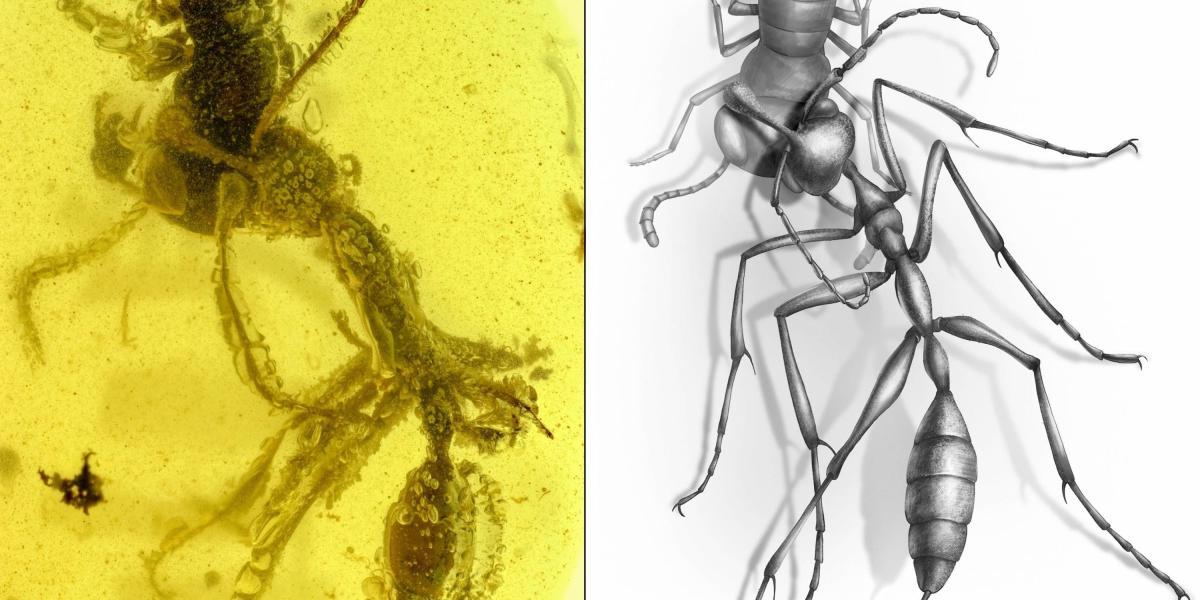 Hormiga 'Ceratomyrmex ellenbergeri' agarrando una ninfa de 'Caputoraptor elegans' (Alienoptera) conservada en ámbar que data de 99 millones de años.