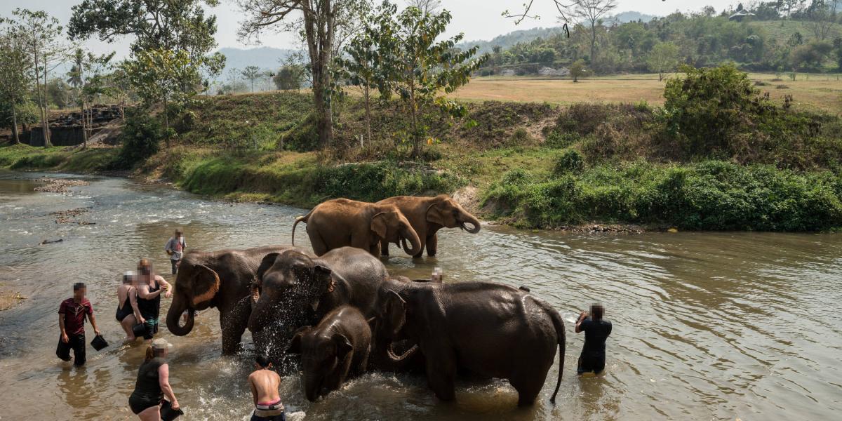 En el campamento Happy Elephant Care Valley se permite a los turistas bañarse con los elefantes, pero están haciendo la transición para que sean libres y se comporten de manera natural.