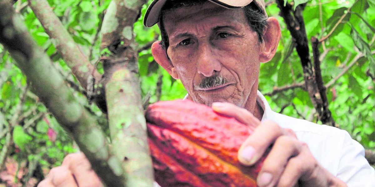 Construyendo paz con aroma de cacao