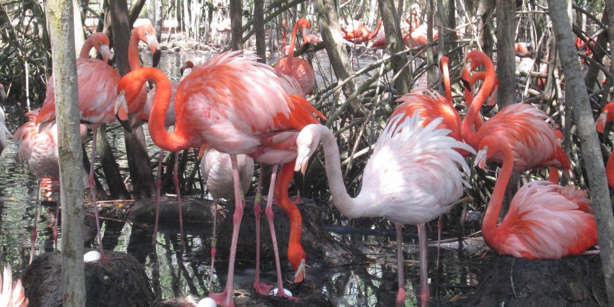 Cientos de Flamingos son uno de los atractivos del Aviario Nacional de Barú.