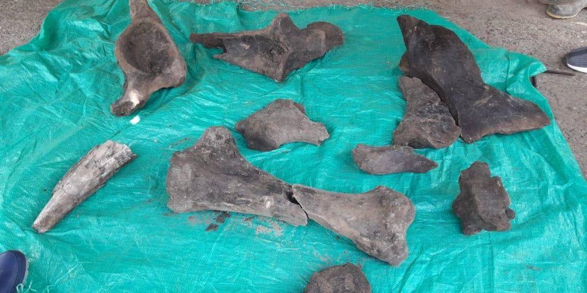 Fósiles de mastodonte hallados en Risaralda durante una exploración minera.