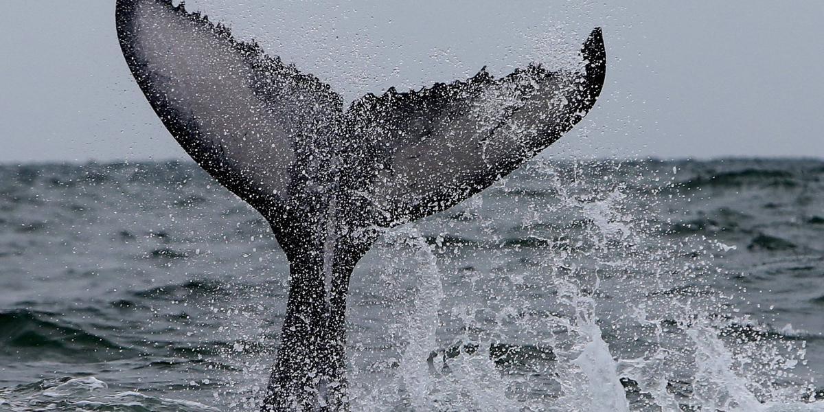 El avistamiento de ballenas es uno de los atractivos del litoral Pacífico.
