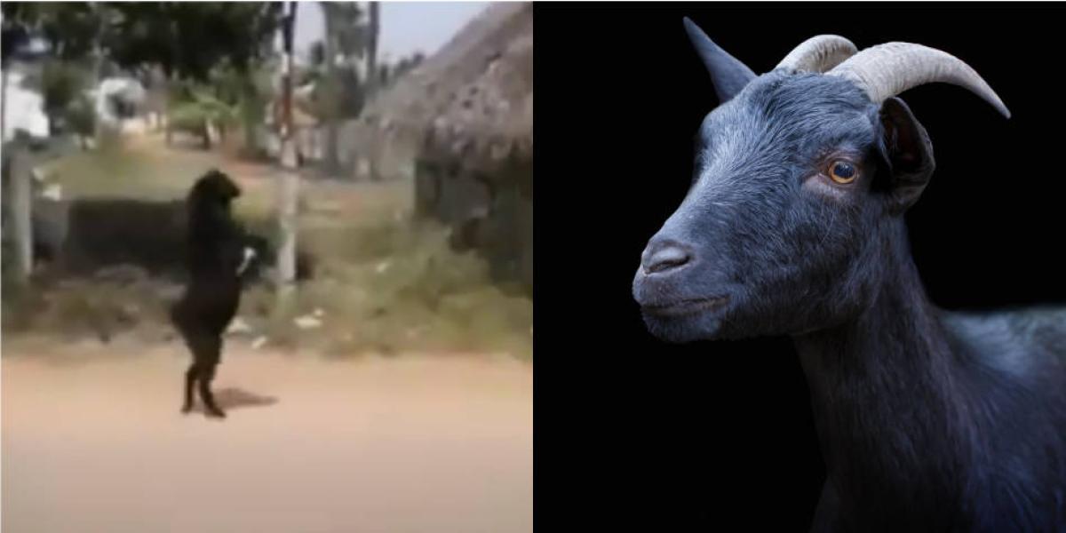 Cabra camina en dos patas: Video sorprende a usuarios en Facebook y