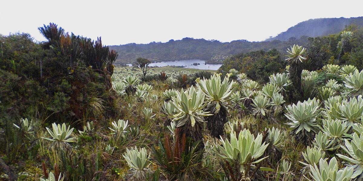 Parque Nacional Natural Complejo Volcánico Doña Juana-Cascabel