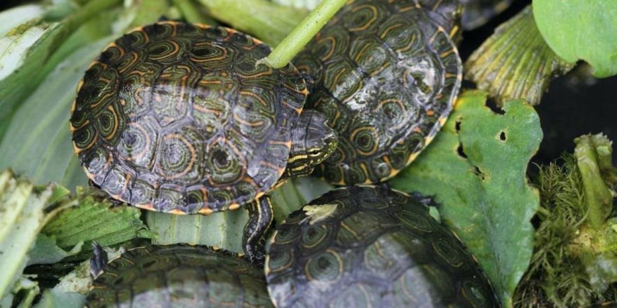 Hasta la fecha se han reproducido 2.430 tortuguillos. Los primeros años fueron experimentales. Solo entre 2019 y 2020 se han logrado reproducir 1.000 ejemplares.