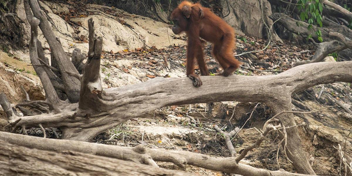 Una orangutana y su cría caminan por un bosque quemado en 2019 en Indonesia.