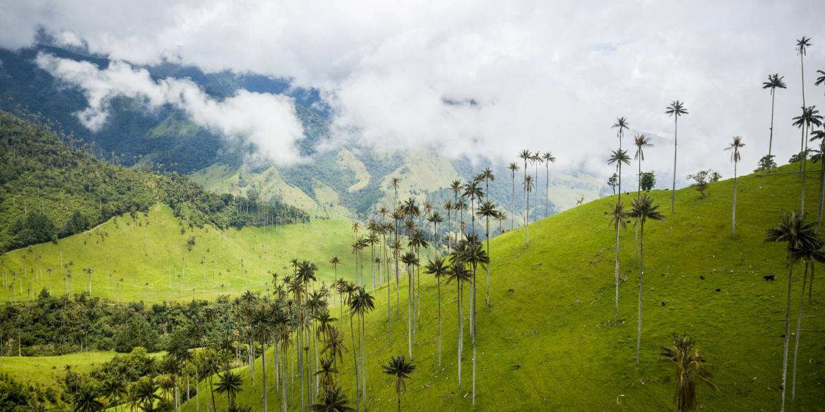 Lugares para hacer turismo en Colombia: Valle del Cocora.
