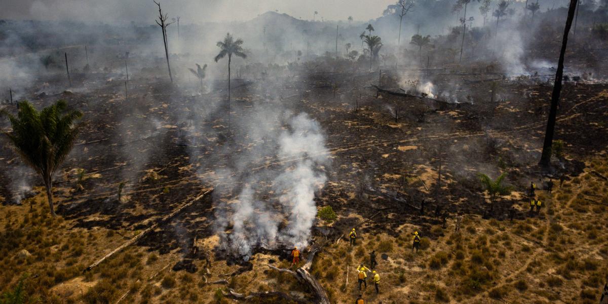 La explotación maderera y la quema de selva para establecer áreas de agricultura, ganadería y minería generan un impacto muy fuerte y grave en un delicado equilibrio, advierte el experto.