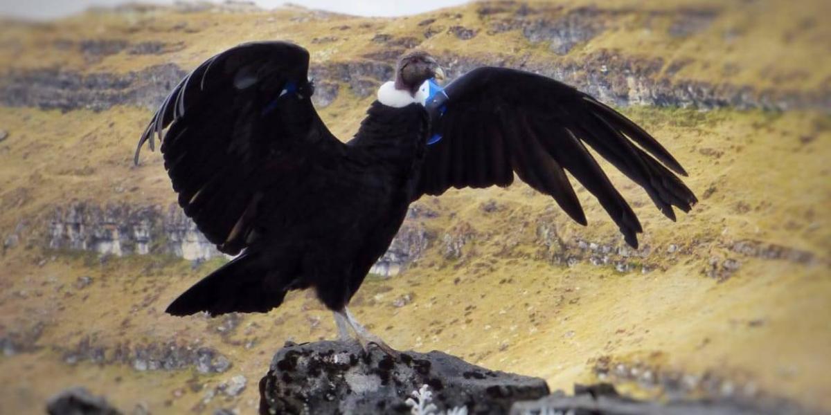 El cóndor de los Andes es un ave emblemática del país que está en peligro de extinción.