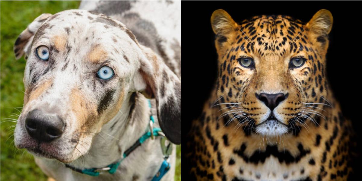 Se difundió una imagen viral que mostró el momento cuando un perro y un leopardo quedaron encerrados en un baño.