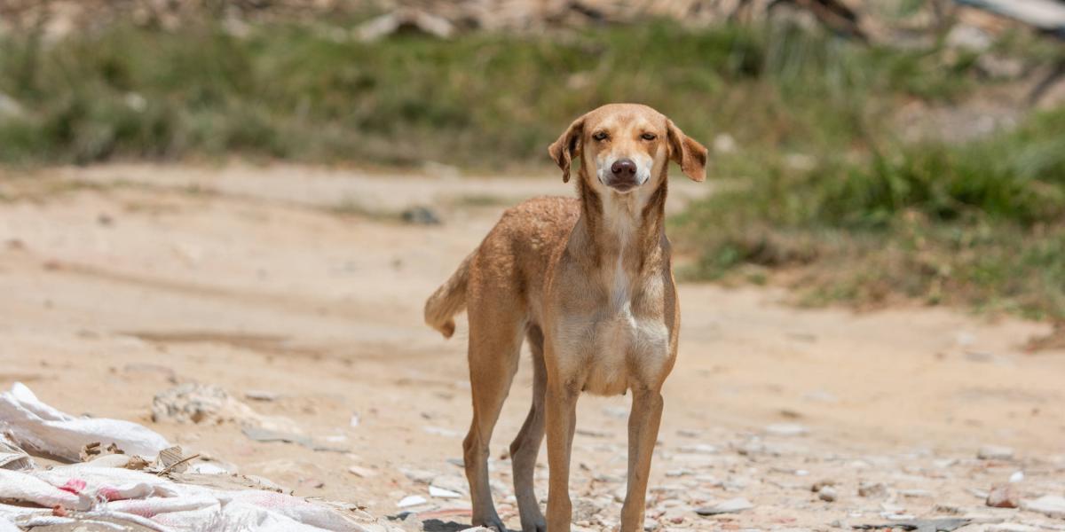 que pasa si el perro come comida picante