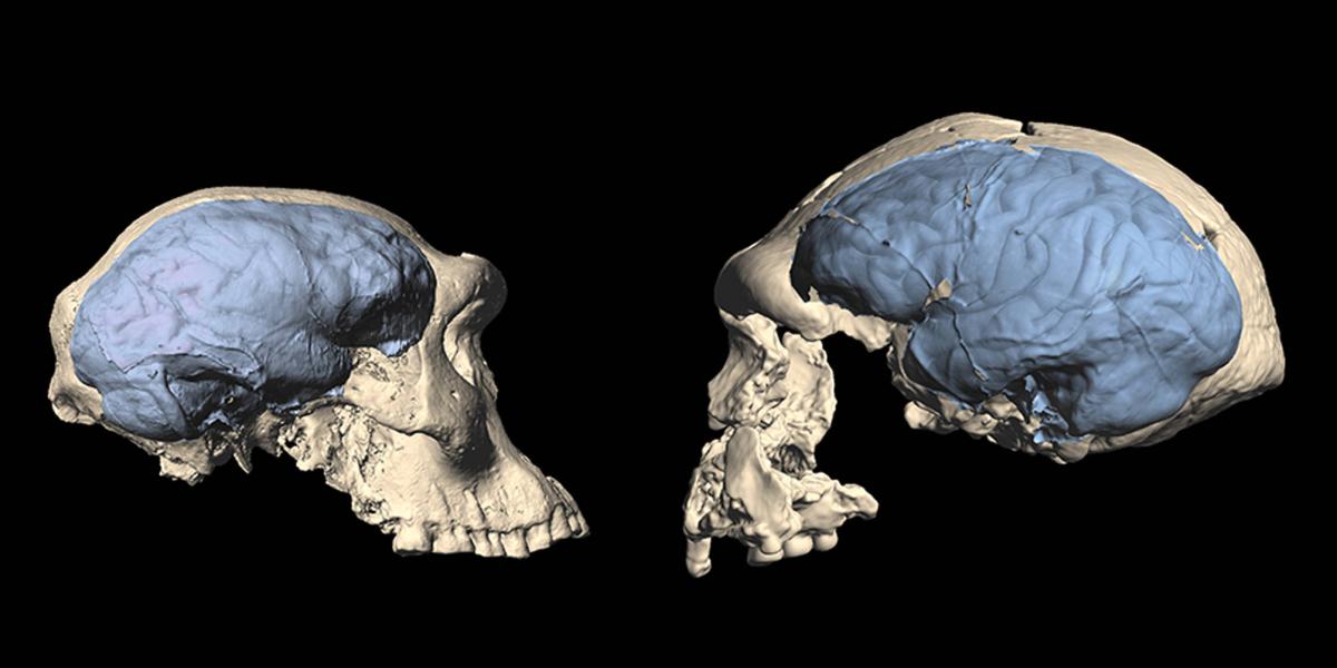 Chimpancés y humanos comparten un ancestro común que vivió en el Mioceno
