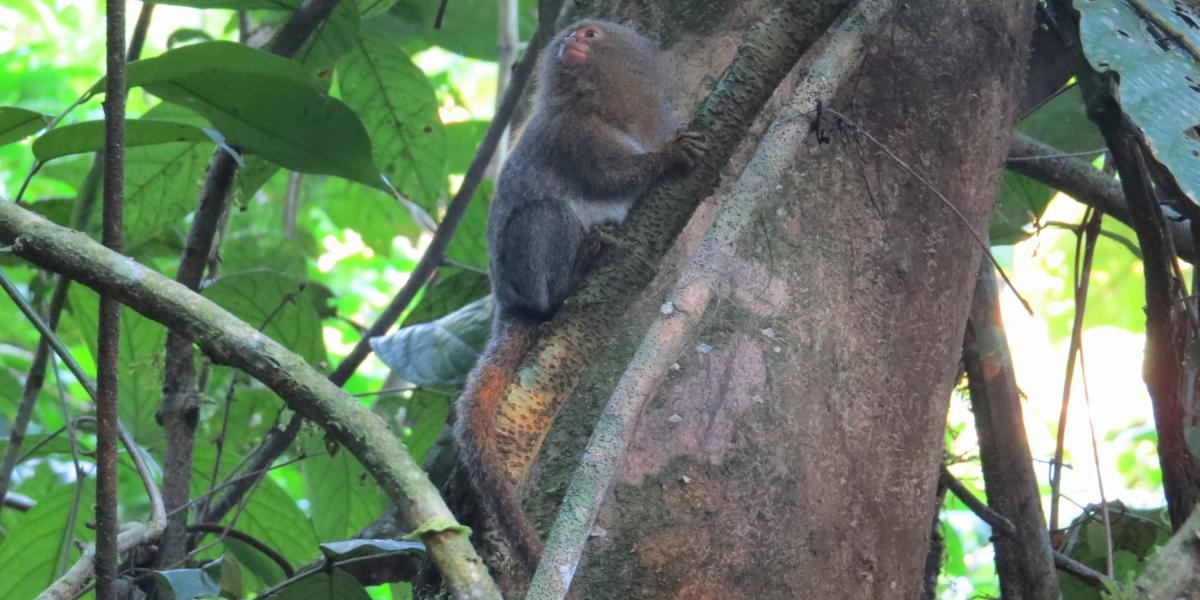 La Cebuella Niveiventris nueva especie de primate en la Amazonia de Ecuador.