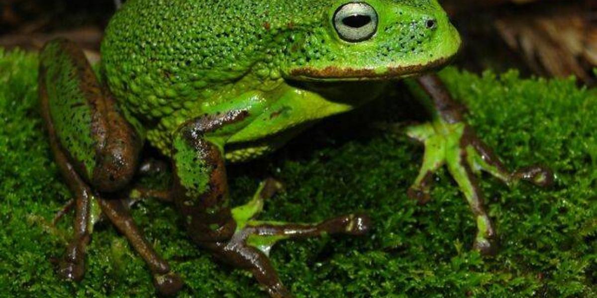 Una nueva especie de rana marsupial ha sido registrada por primera vez en el Santuario Nacional Cordillera Colán de la región Amazonas.