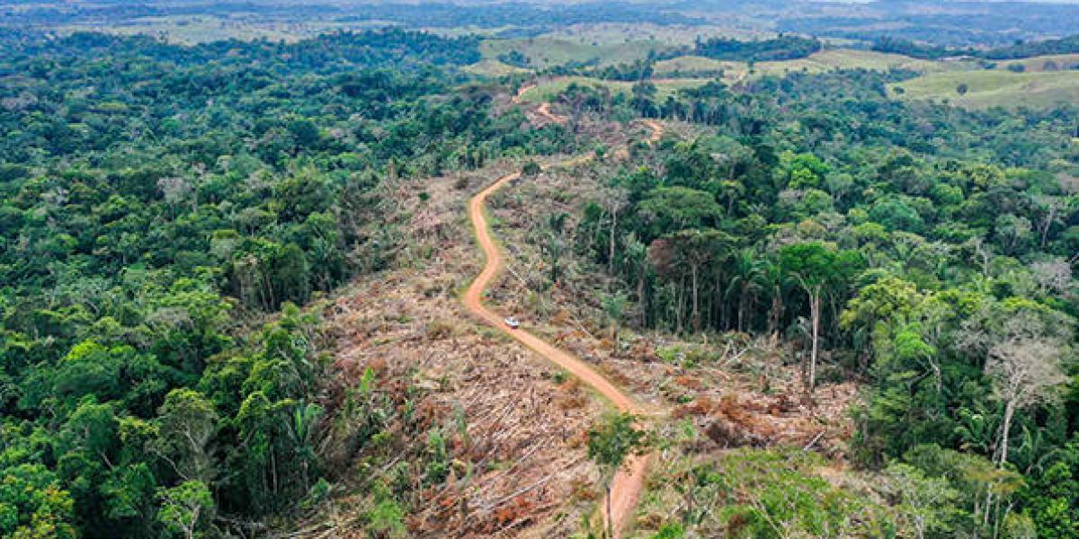 Share especial Amazonia, una selva que arde cap 3 - home