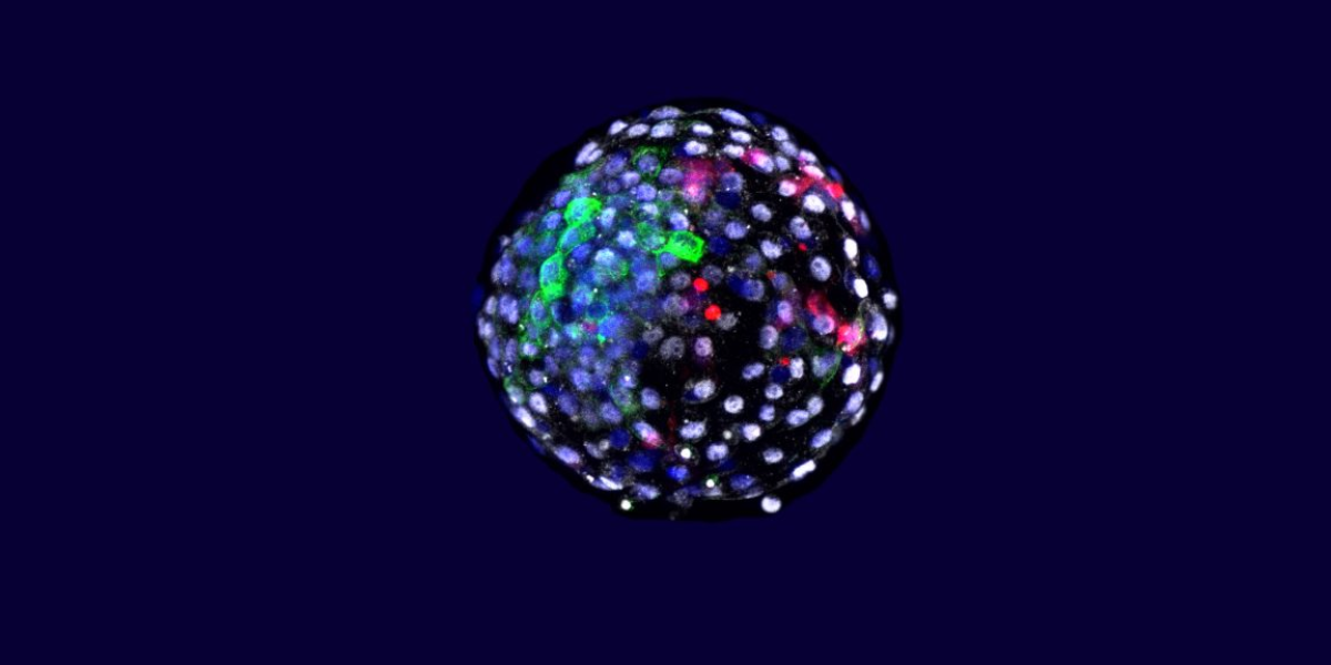 Usando tinciones fluorescentes, los investigadores pudieron visualizar células de diferentes orígenes de especies en un embrión en etapa temprana.