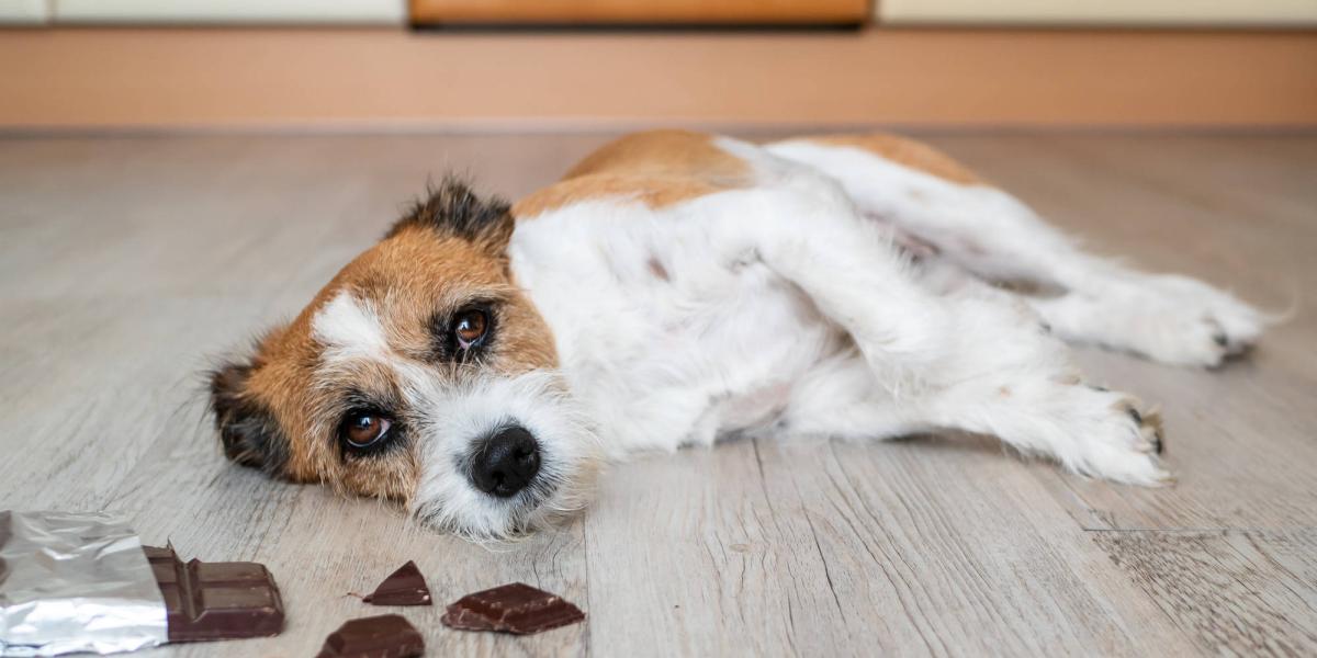 la manteca de cacao es tóxica para los perros