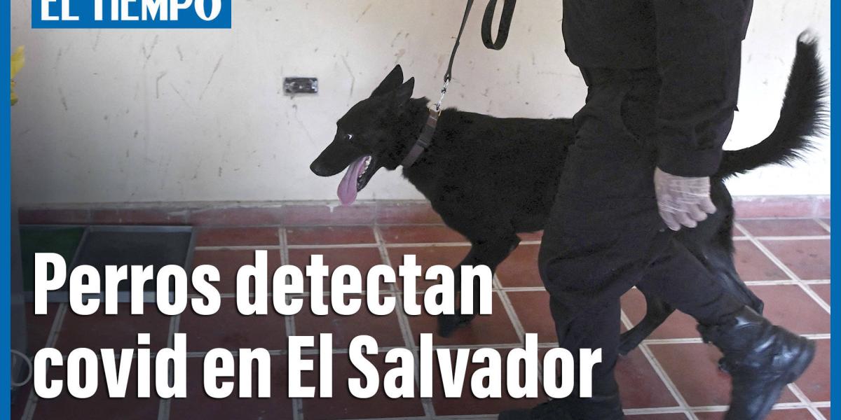 El Salvador entrena perros para detectar covid-19 en aeropuerto