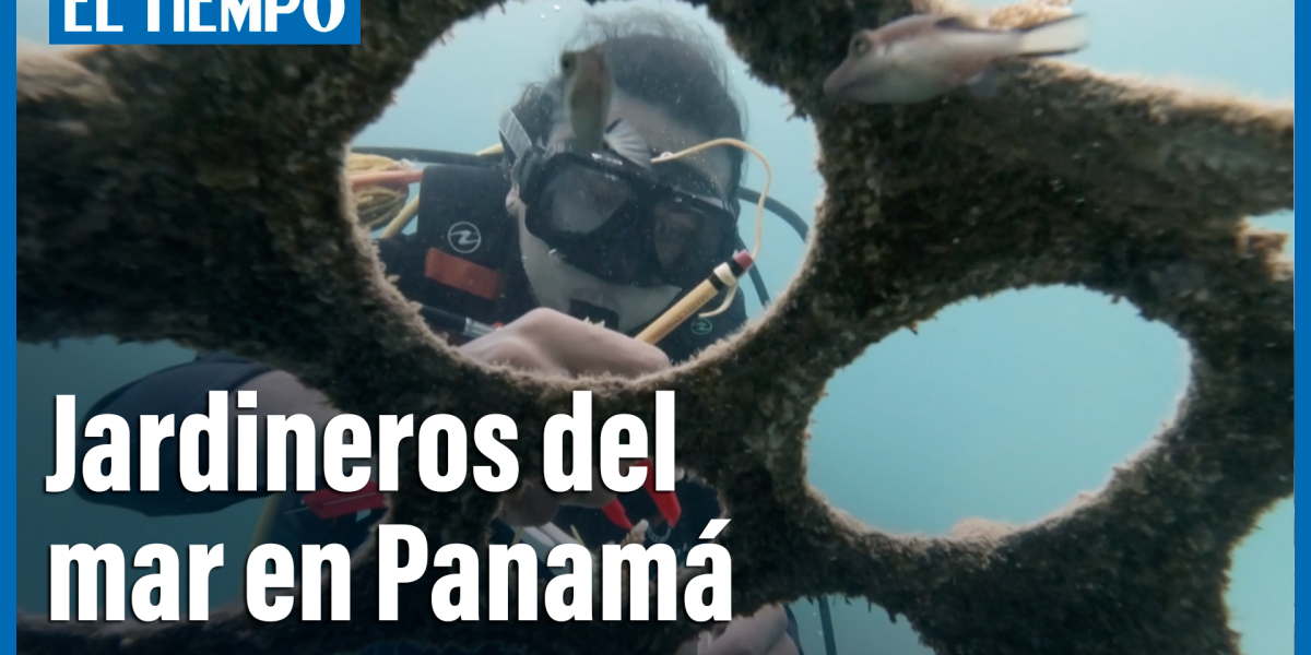 Los jardineros del mar en Panamá