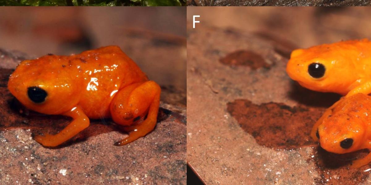 Una nueva especie de diminutos sapos de color naranja neón fue descubierta en las montañas de Brasil