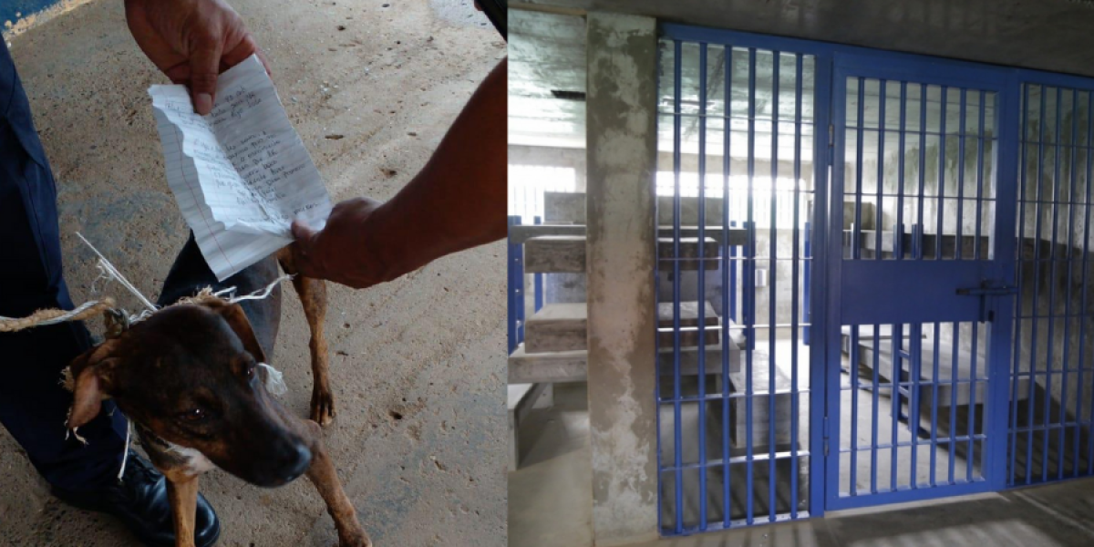 Perro es detenido por enviar cartas entre presos de una cárcel en Panamá