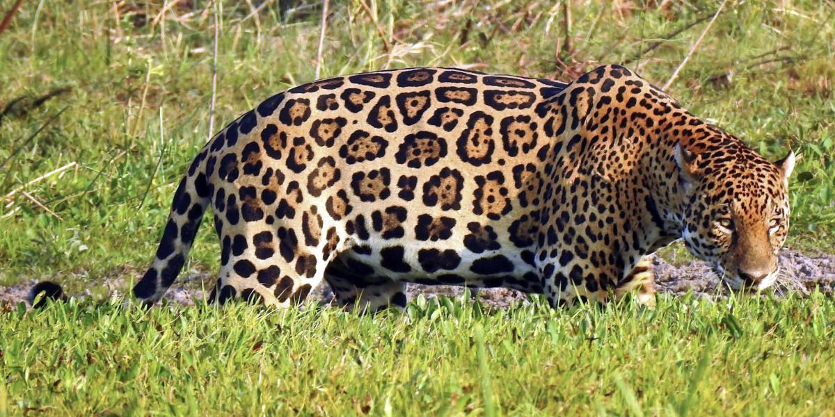 El jaguar es una especie "casi amenazada" según la Unión Internacional para la Conservación de la Naturaleza (UICN).