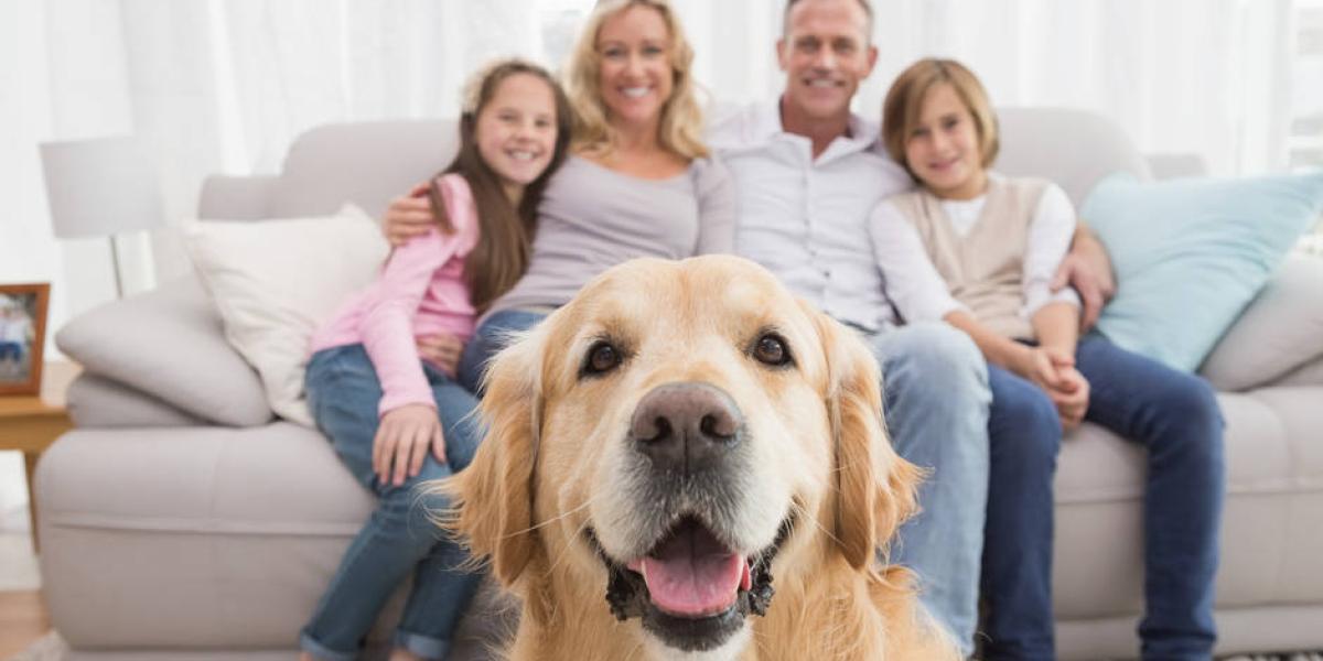 cuantos perros se permiten en un apartamento