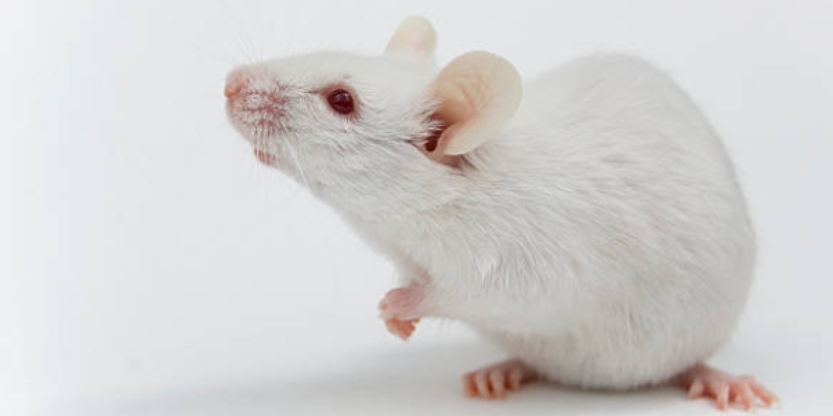 El experimento de la Universidad Médica y Dental de Tokio se llevó a cabo con ratones, ratas y cerdos.