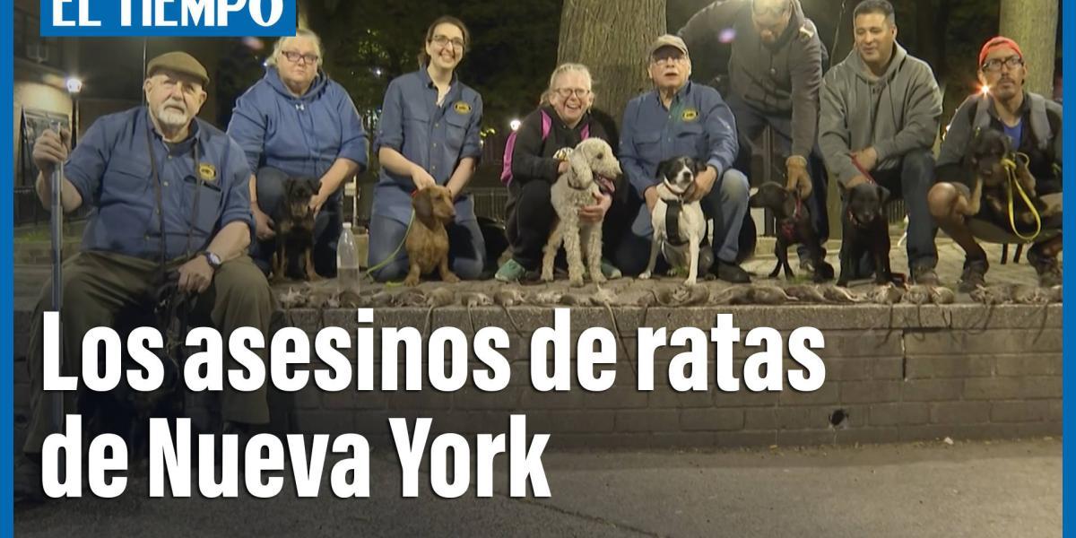 Los asesinos de ratas de Nueva York perros y sus dueños a la caza de roedores