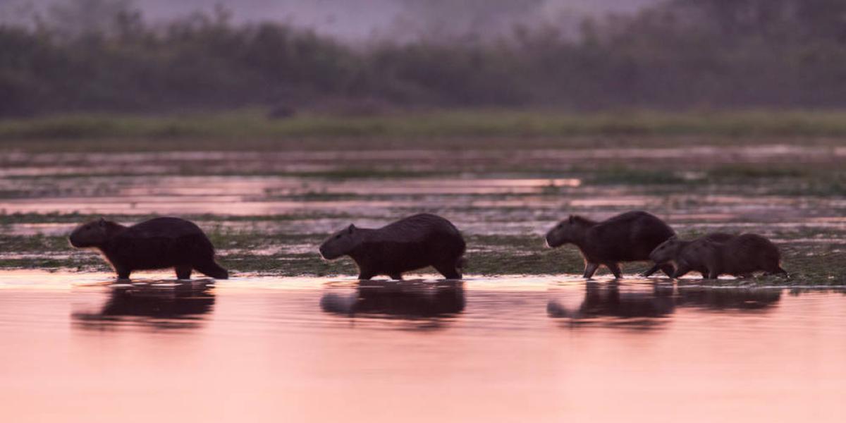 Pastizales en la Orinoquía. Capibaras o chigüiros (Hydrochoerus hydrochaeris) al amanecer en los llanos de Colombia.