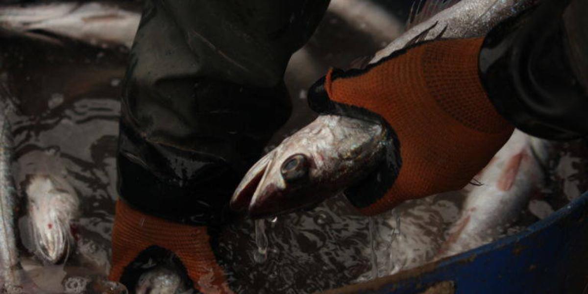 Uno de los mayores desafíos que enfrenta la pesca artesanal en Latinoamérica es la trazabilidad.