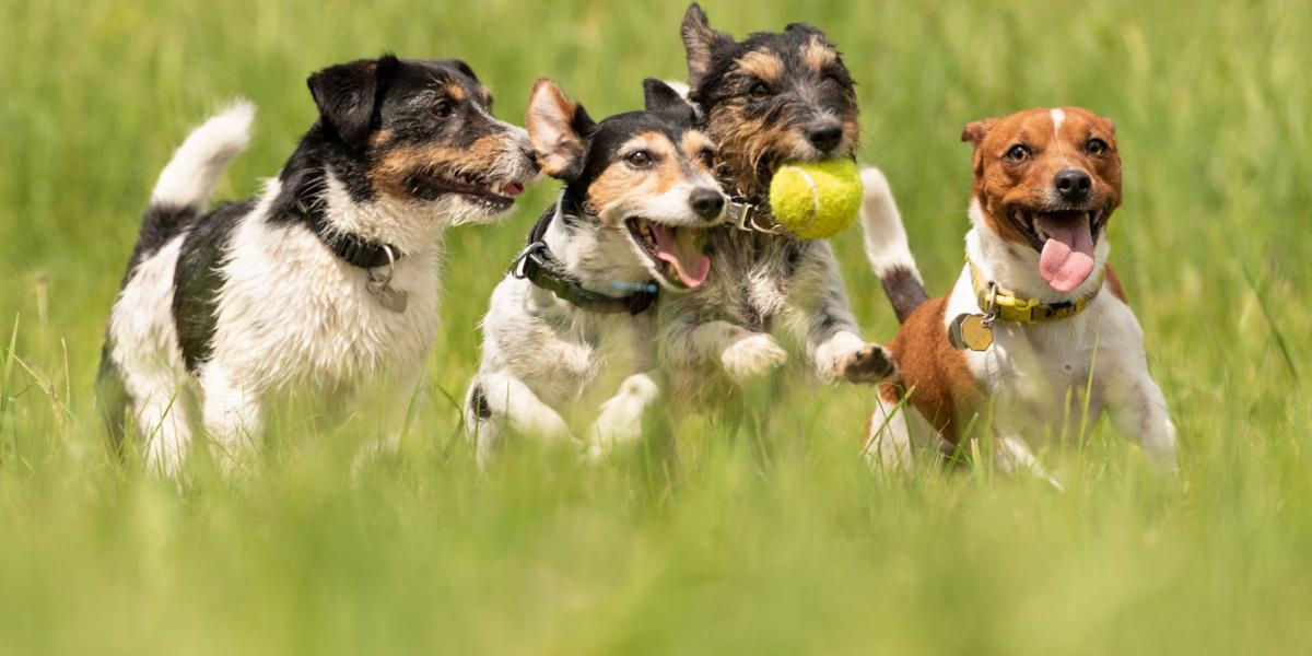 el olor a canela es malo para los perros