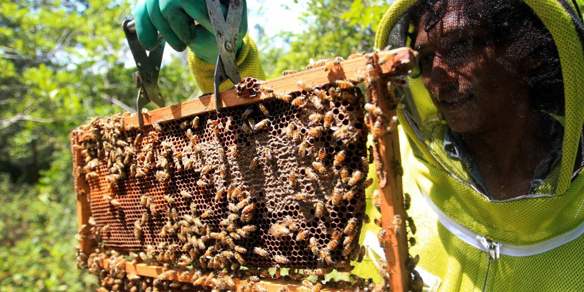 La cultura apícola en el Bajo Cauca no es nueva. Allí, hace más de 10 años, como es el caso de Olga Marina Olmos, viene produciendo miel.